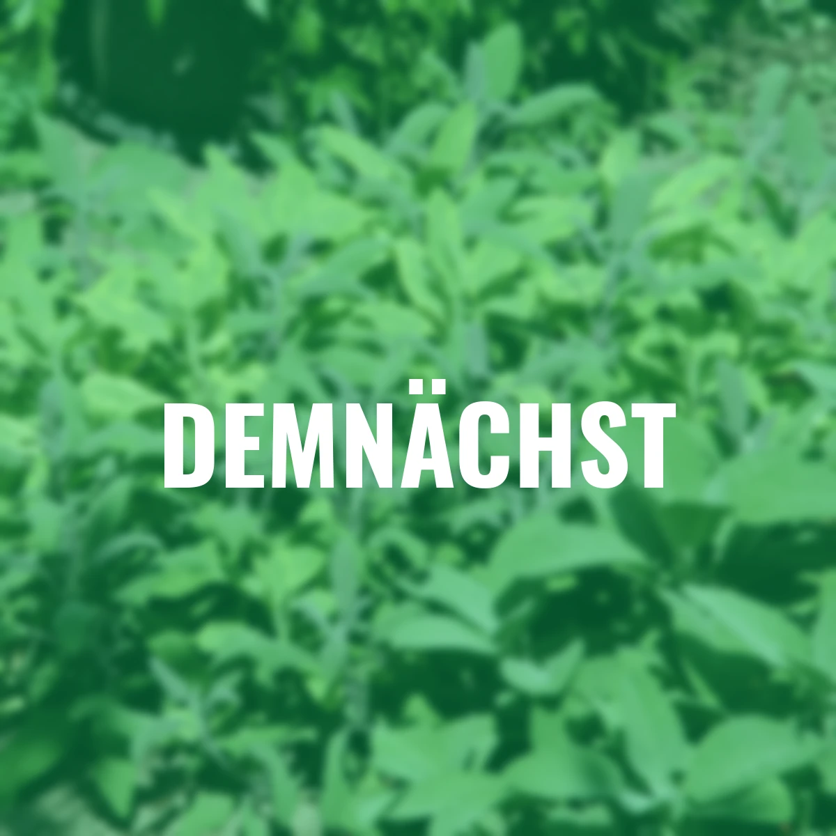 Kräuterpflanze Vital Salbei Evita