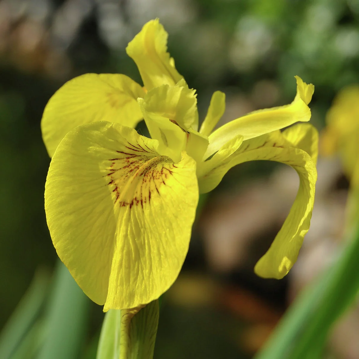 Gelbe Sumpfschwertlilie