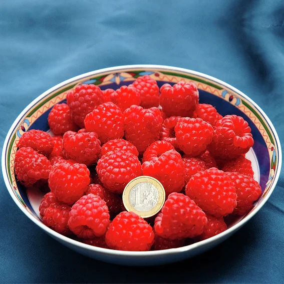 Himbeere TulaMagic®