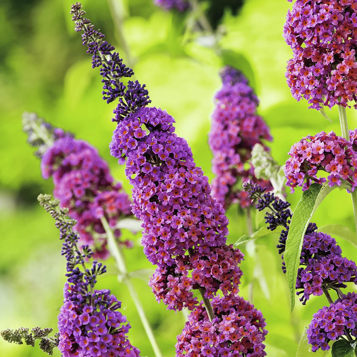 Schmetterlingsflieder Flower Shower