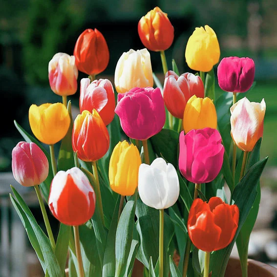 Tulpen-Mischung Farbenparade