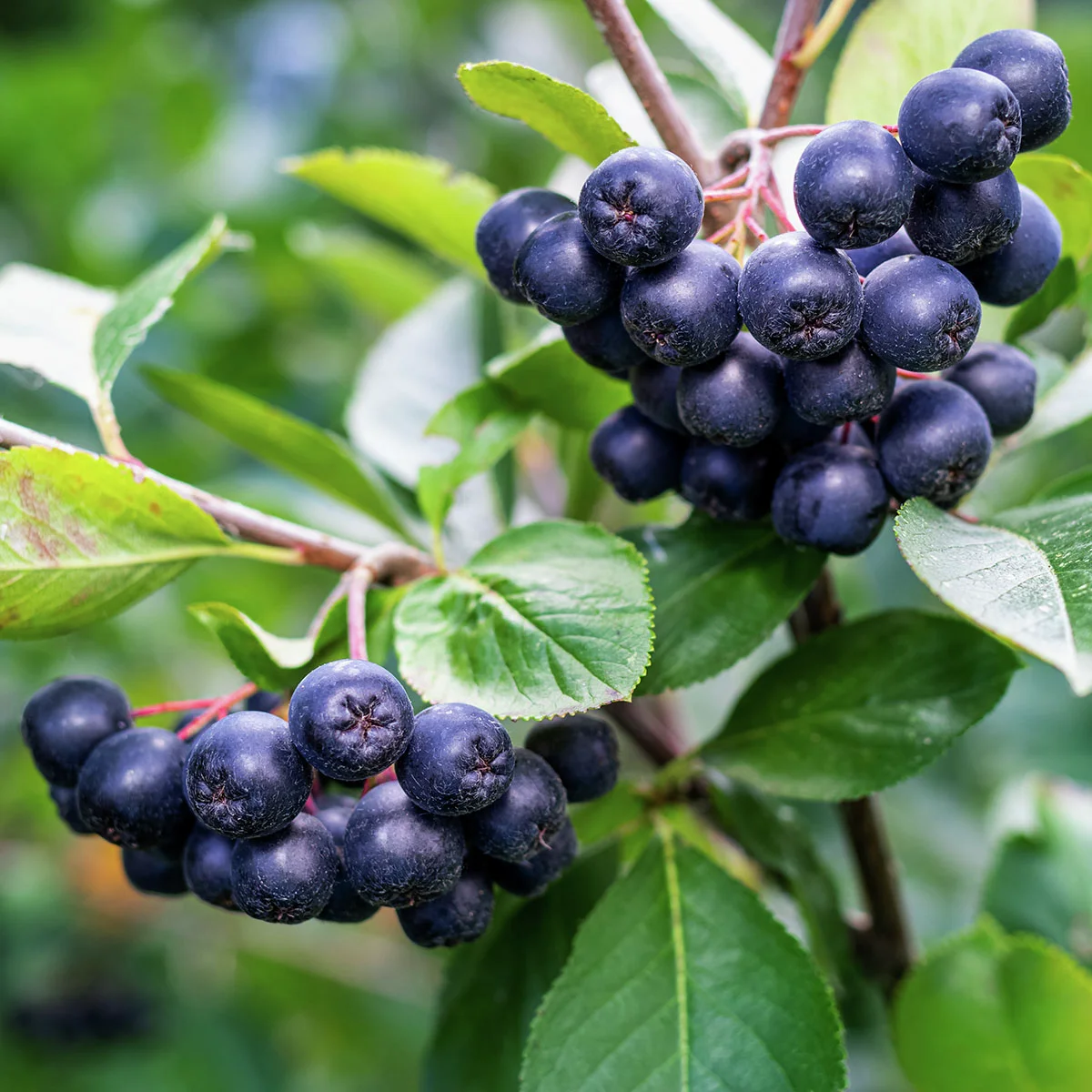 Aronia Nero