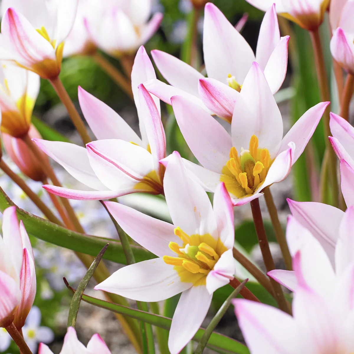 Tulpe Hilde