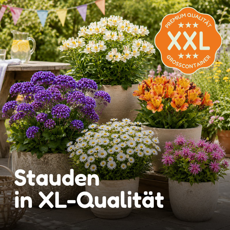 Stauden in XL-Qualität bei Gärtner Harry
