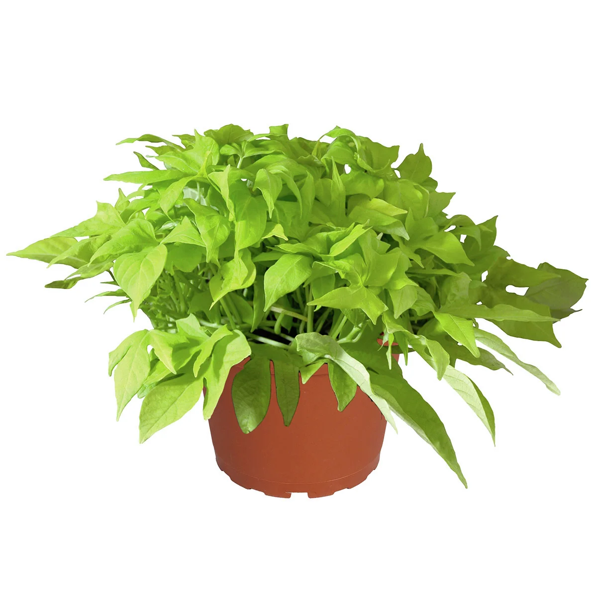 Kiwigrüne Blattschmuck-Ipomoea