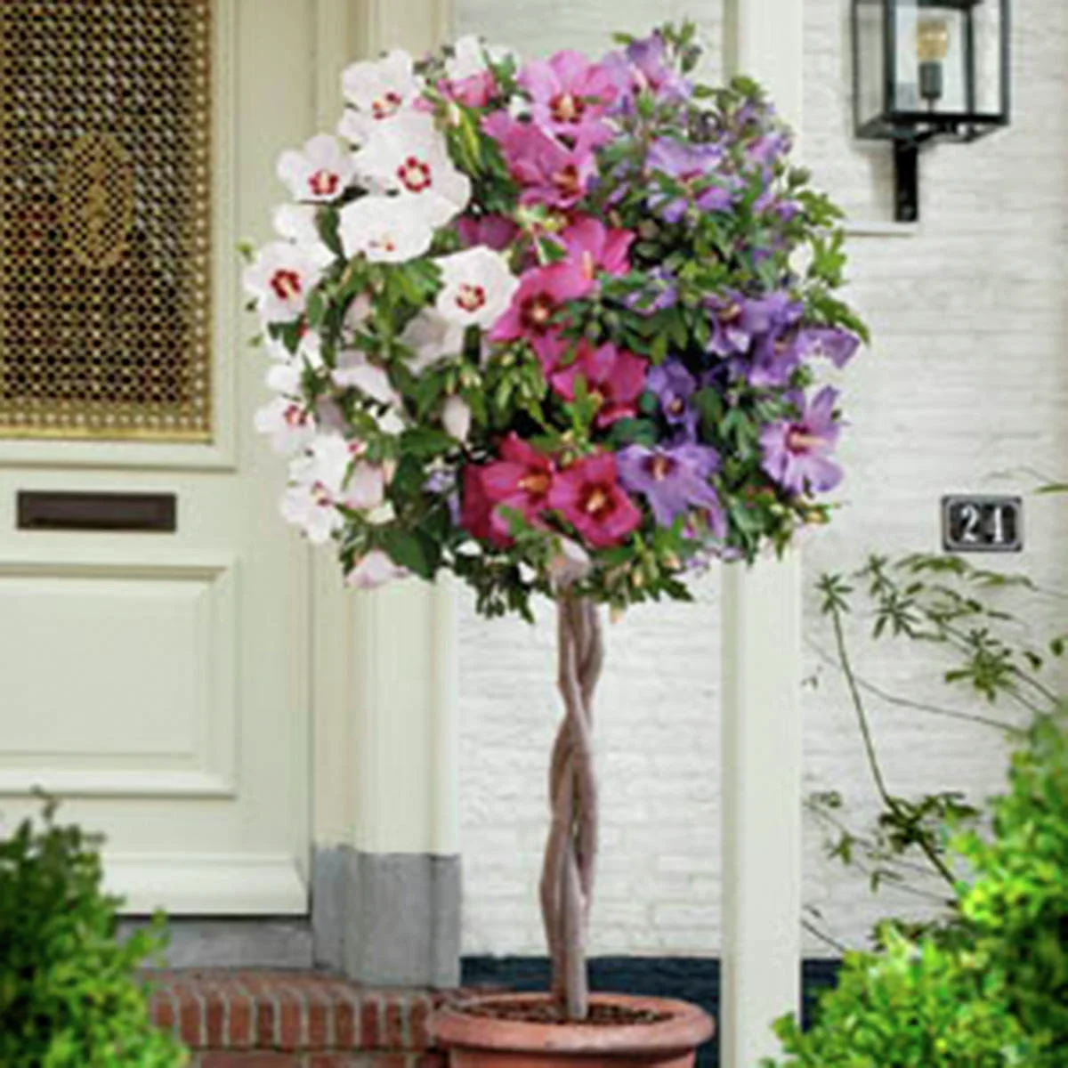 Gartenhibiskus Tricolor