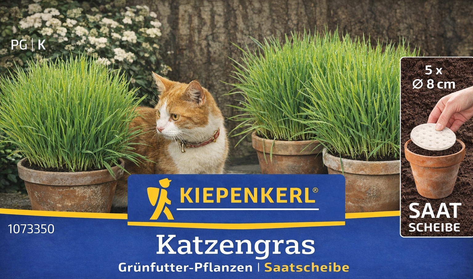 Katzengras