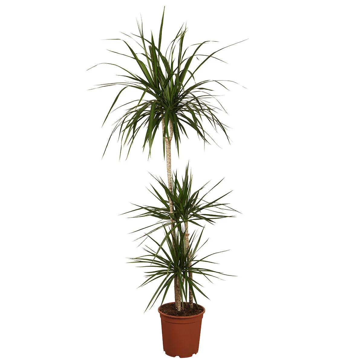 Drachenbaum Marginata, 3er Tuff, Höhe ca. 120-130 cm