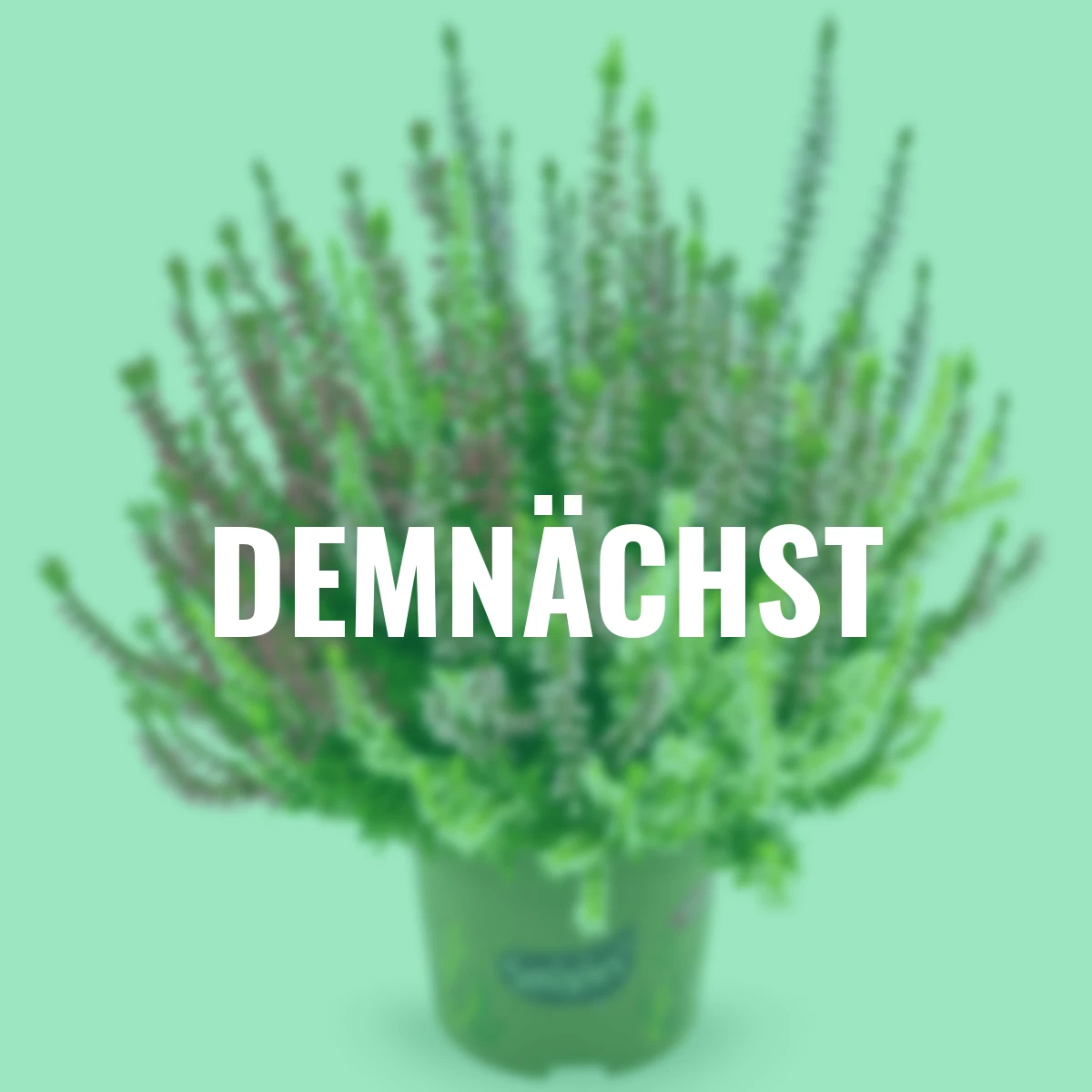 Knospenheide Gardengirls® Smixies