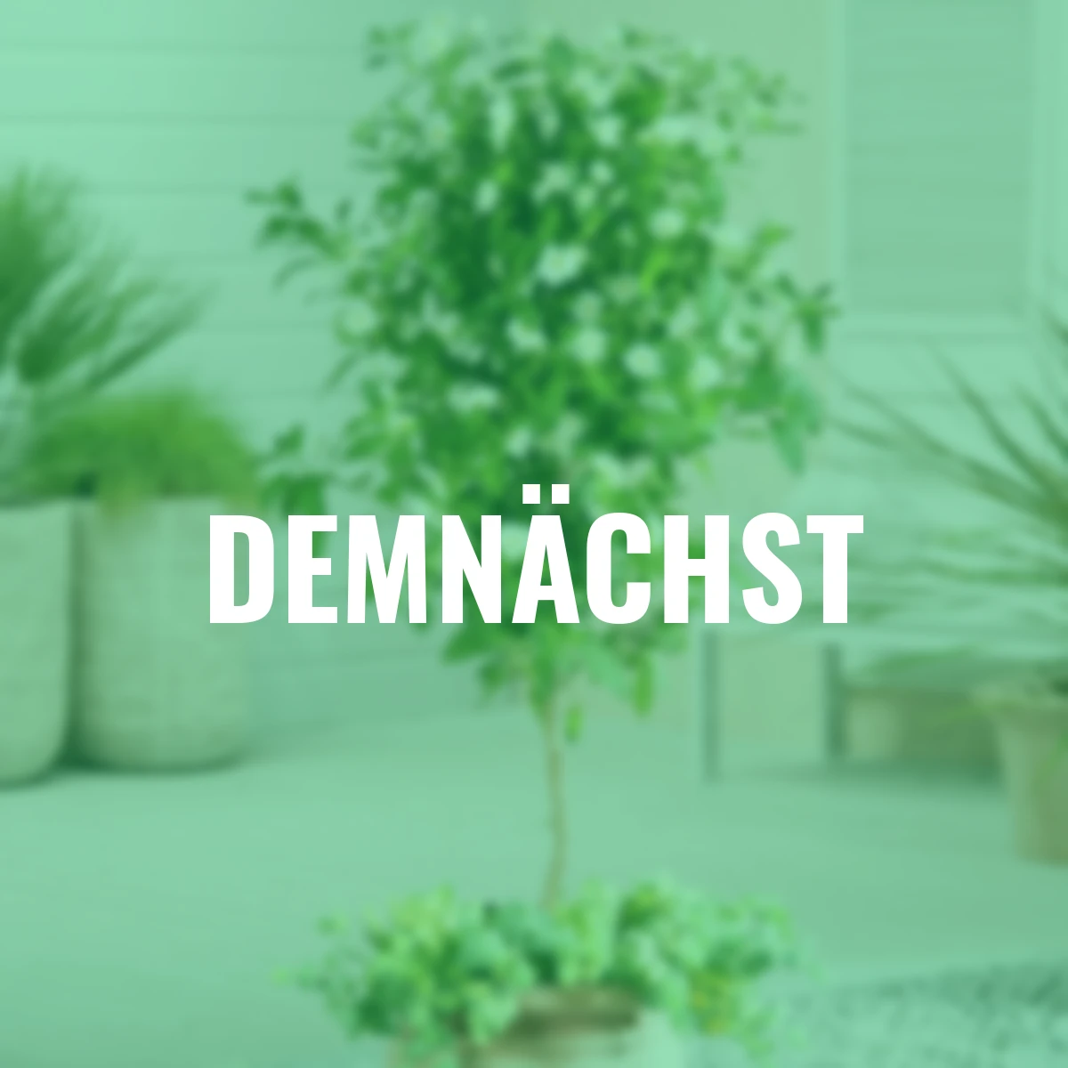 Enzian-Stamm, weiß