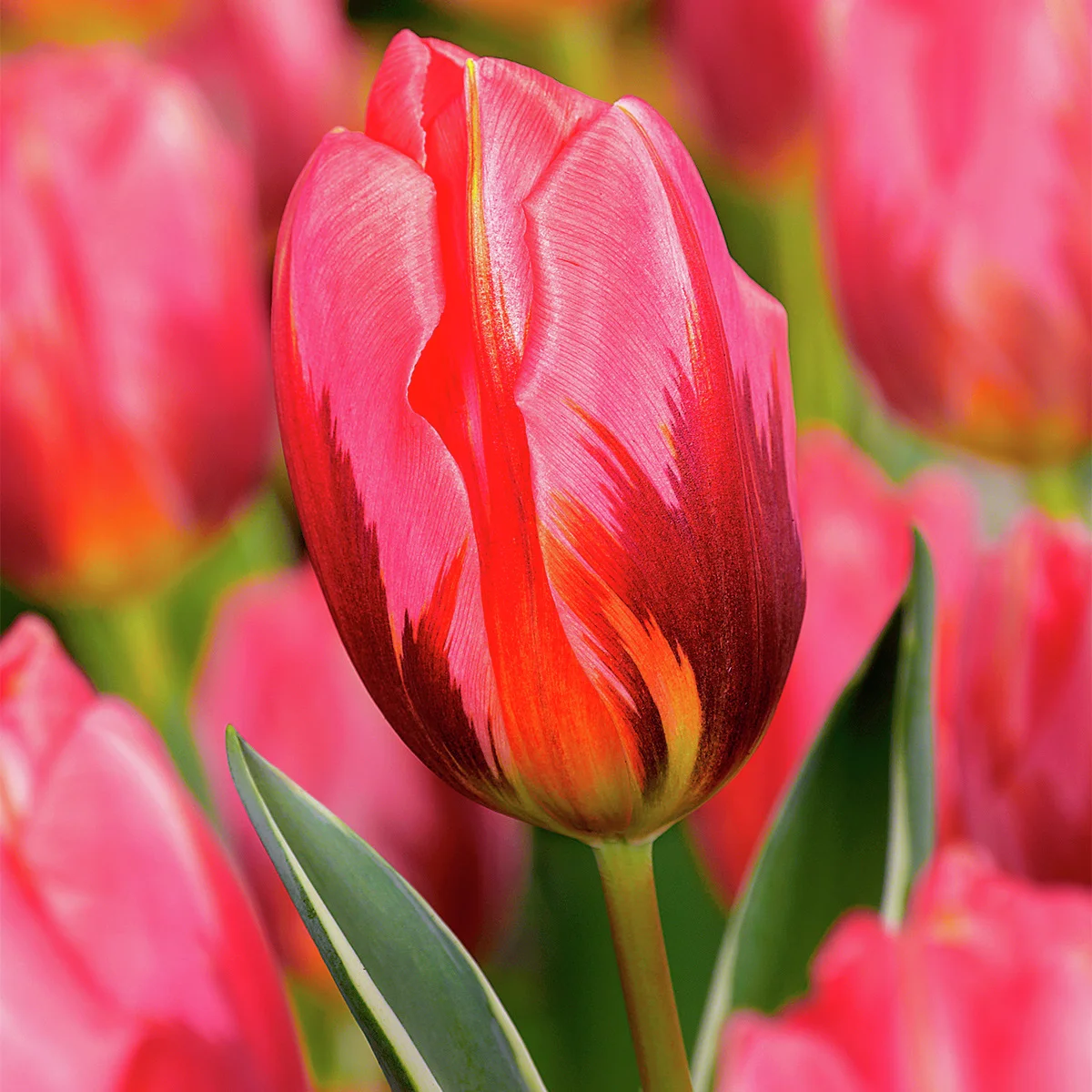 Tulpe Pretty Princess