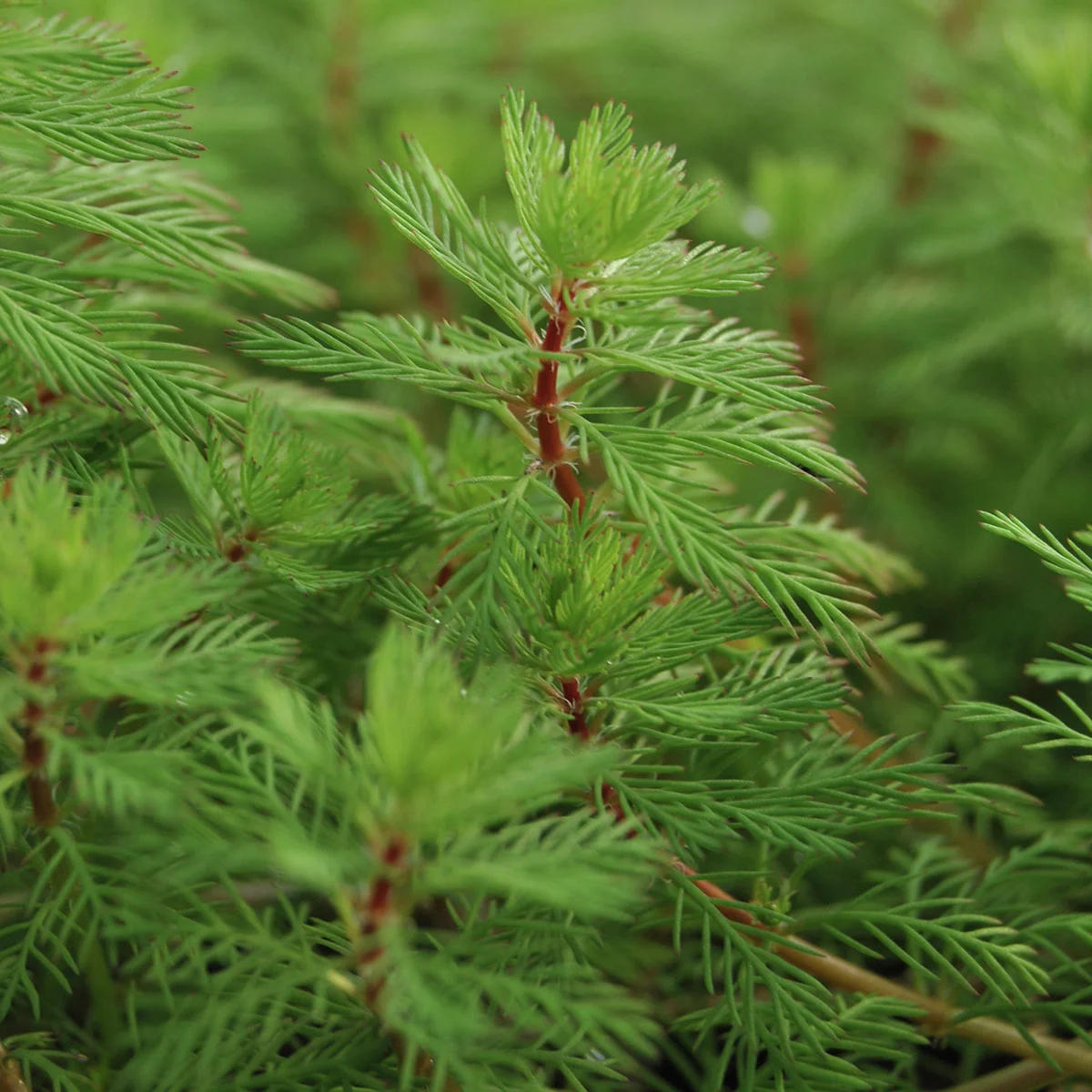 Tausendblatt, im ca. 11 cm-Topf