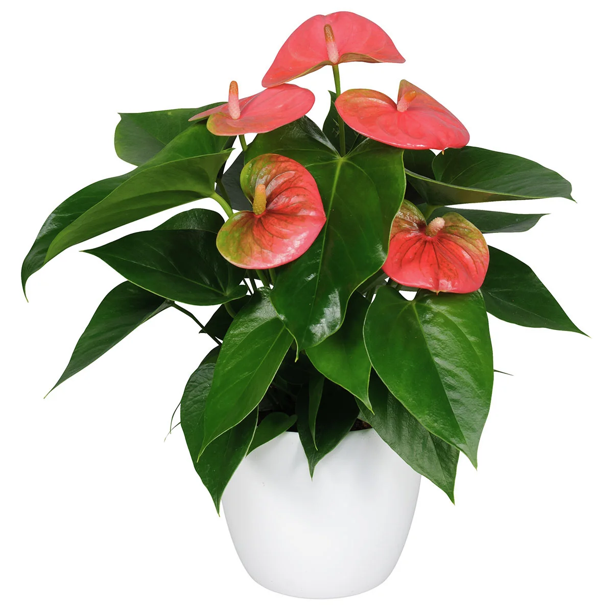 Rosa Flamingoblume, im ca. 10 cm-Topf