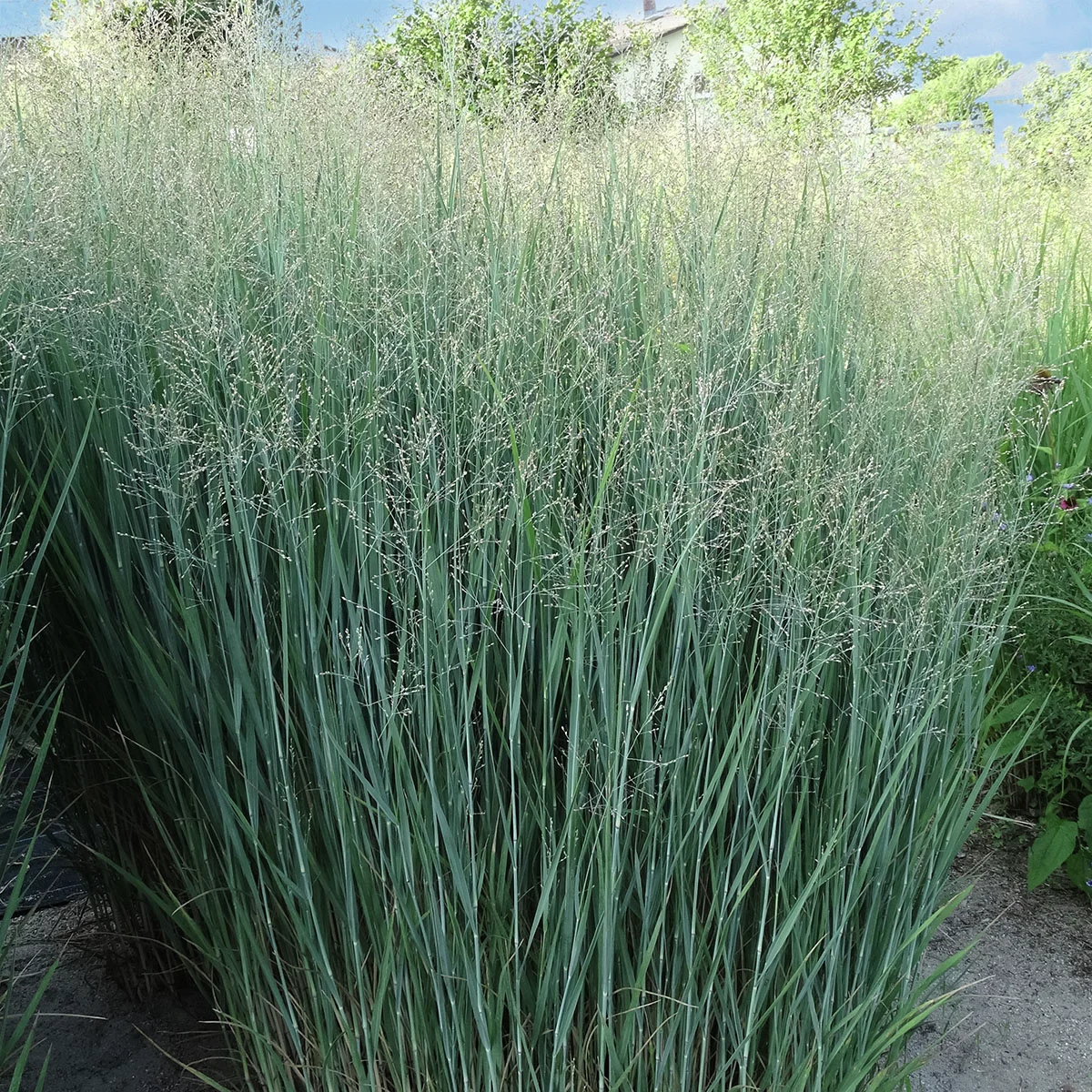 Säulen-Rutenhirse Heavy Metal