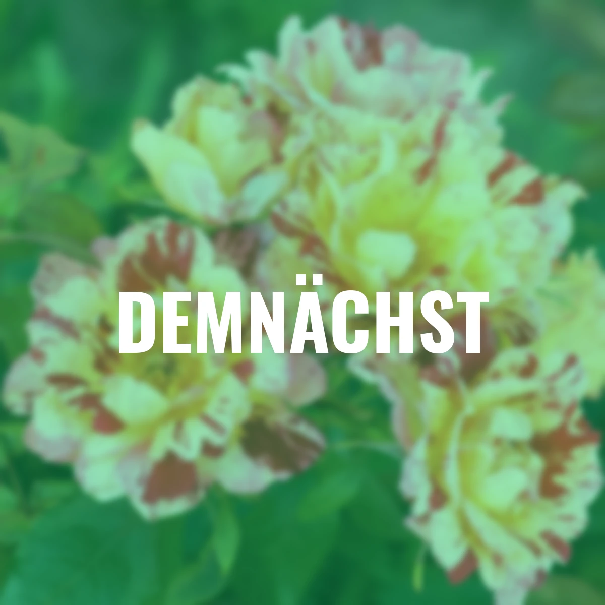 Beetrose Romana Freska, wurzelverpackt