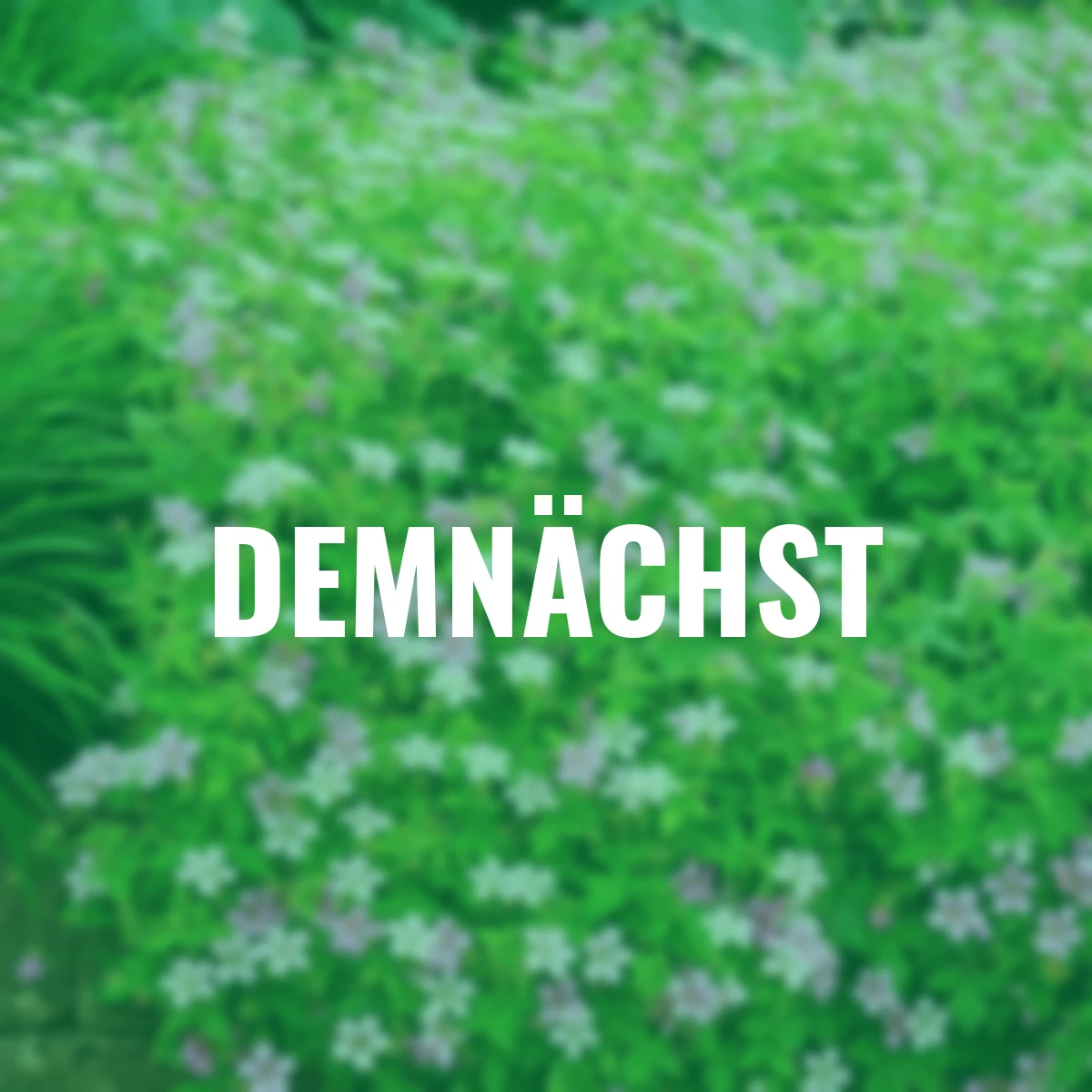 Oxford-Storchschnabel Rose Clair