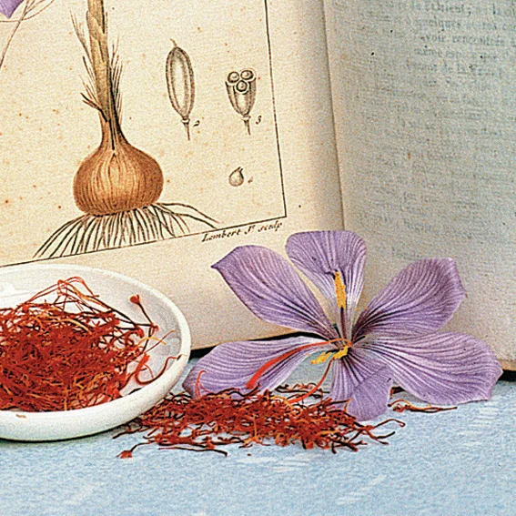 Safrankrokus, herbstblühend