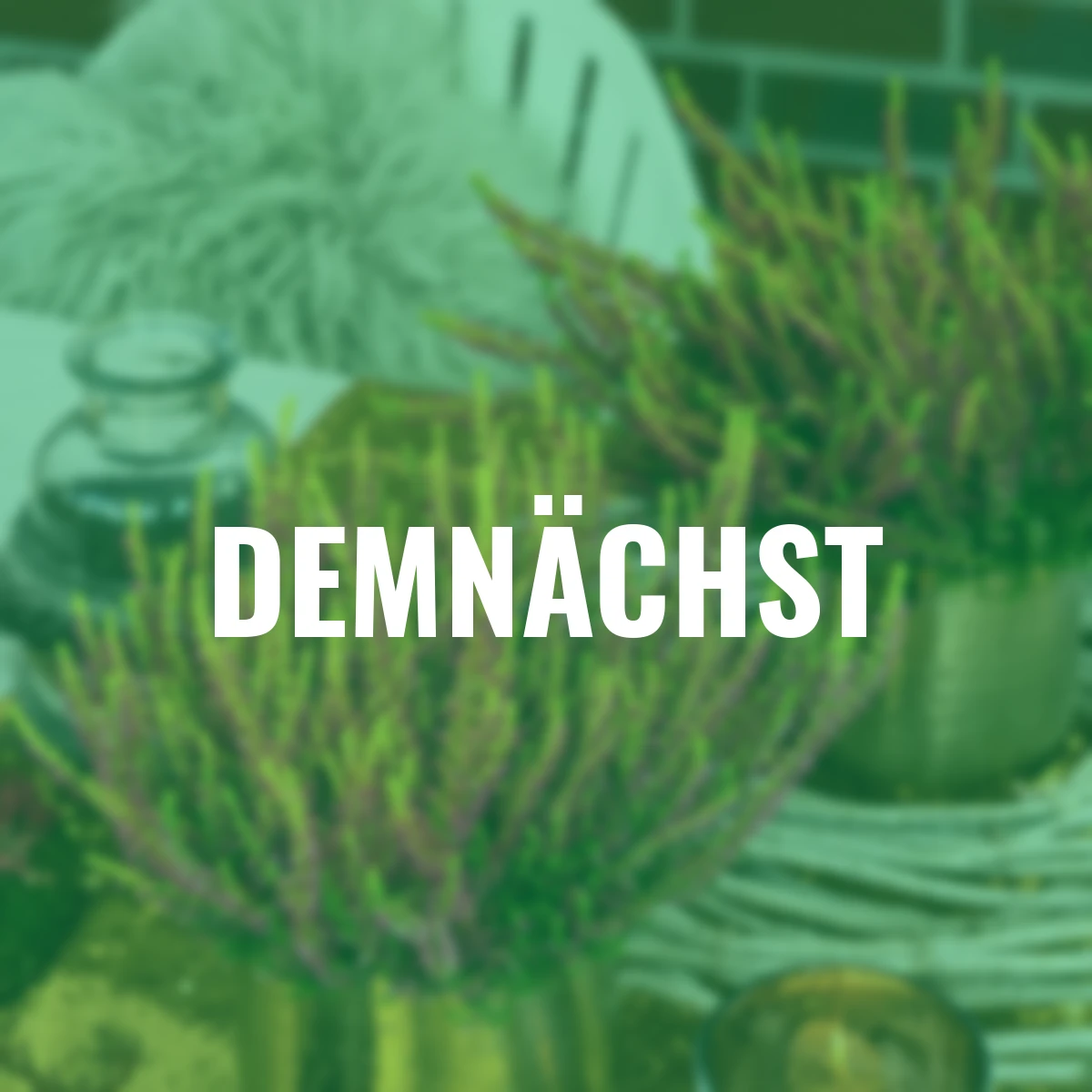 Knospenheide Gardengirls® Golden Angie