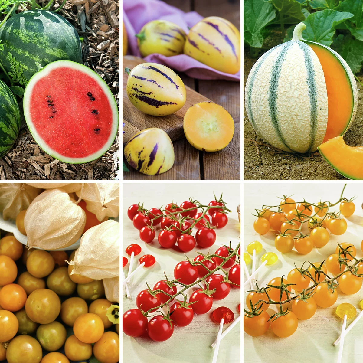 Gemüsepflanzen-Set Fruchtzauber