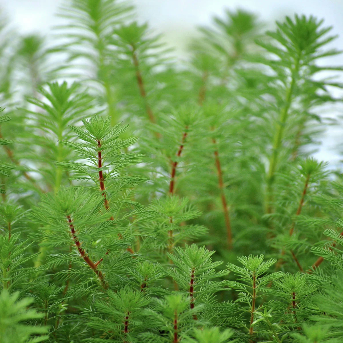 Tausendblatt, im ca. 11 cm-Topf