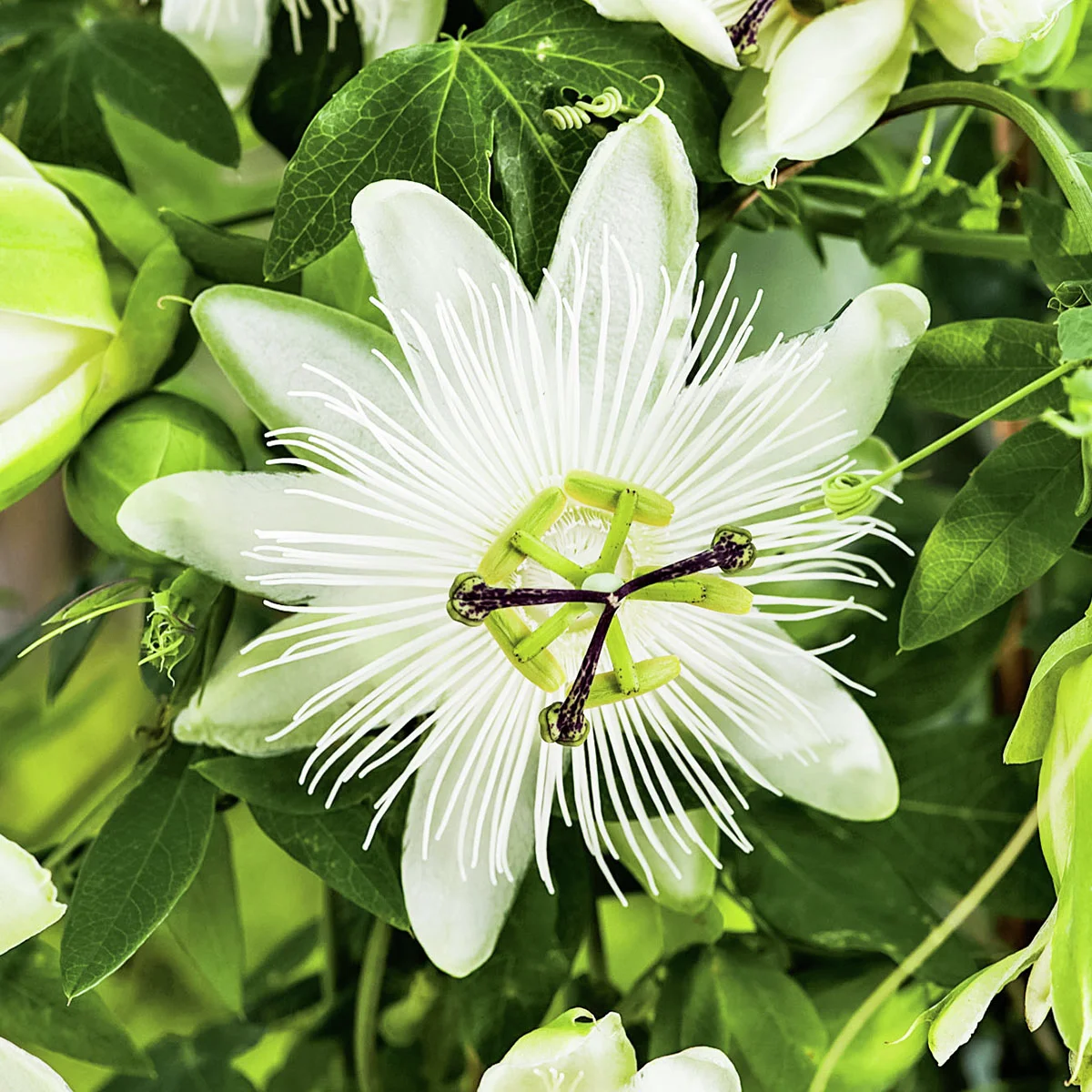 Stauden-Passionsblume, weiß