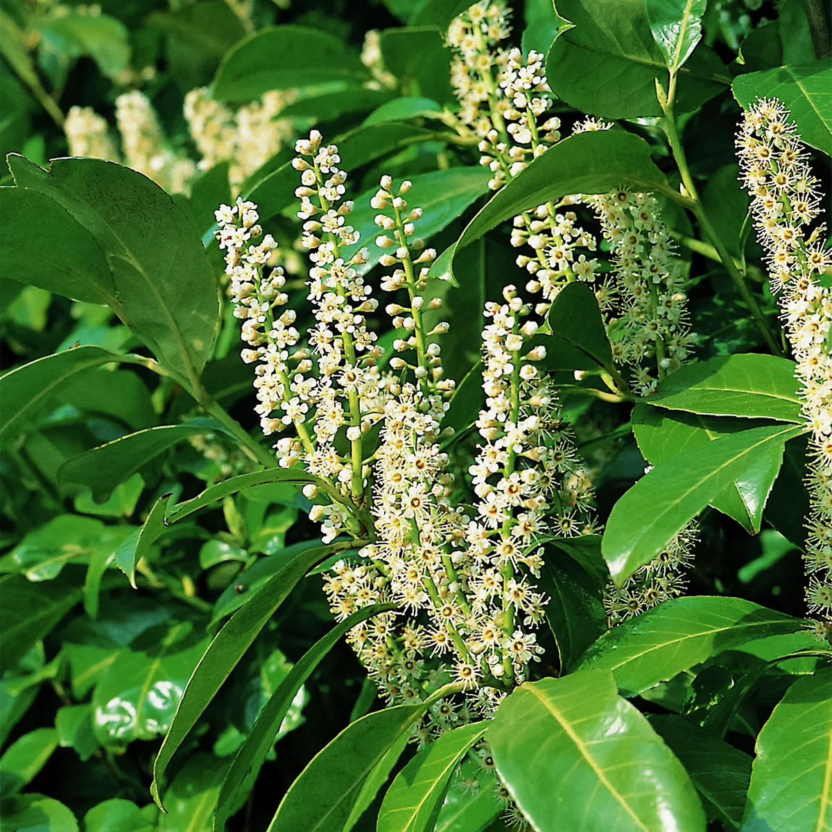Kirschlorbeer Rotundifolia, im ca. 9 cm-Topf, Höhe ca. 15-20 cm