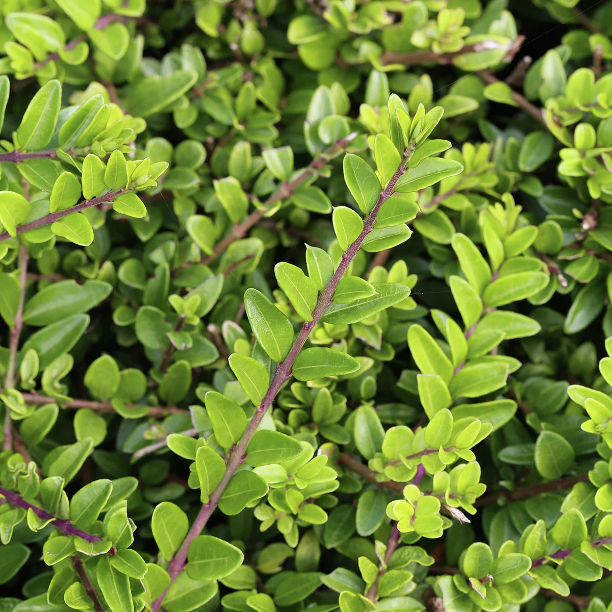 Heckenmyrte Maigrün, im ca. 9 cm-Topf