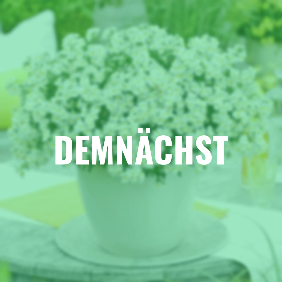 Elfenspiegel Snow Angel, weiß-gelb