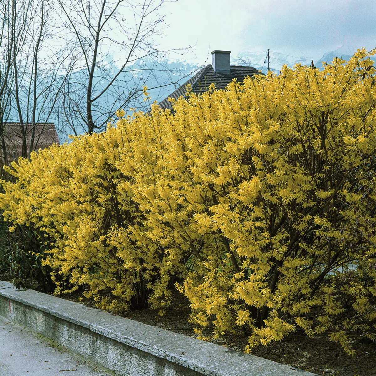 Forsythie Lynwood