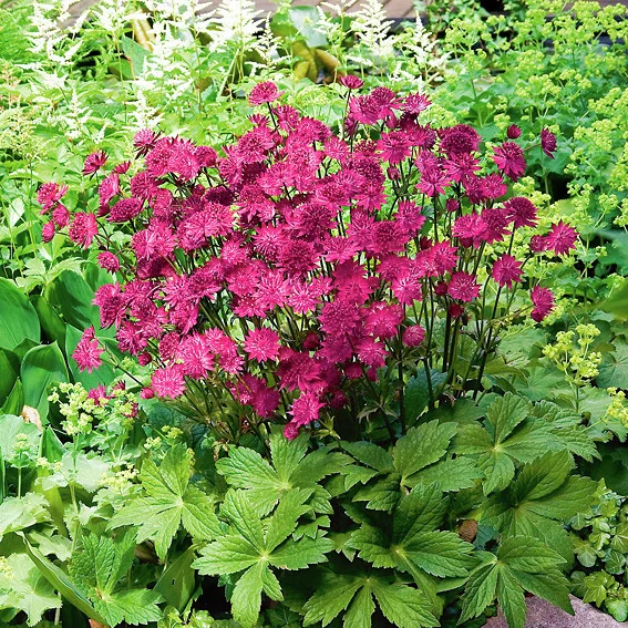 Sterndolde Venice(R)