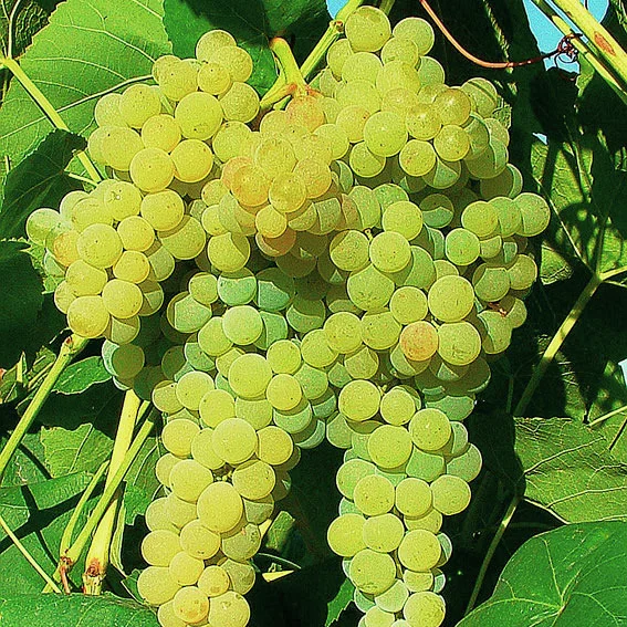 Weinrebe Lakemont