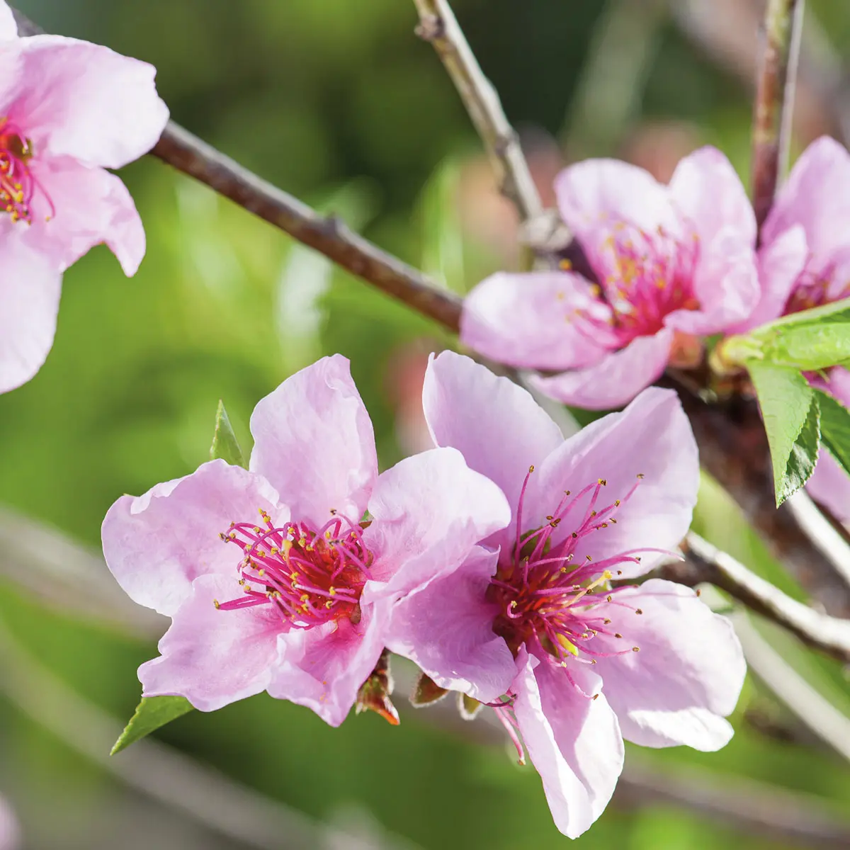 Nektarine Fantasia, im 23 cm-Topf