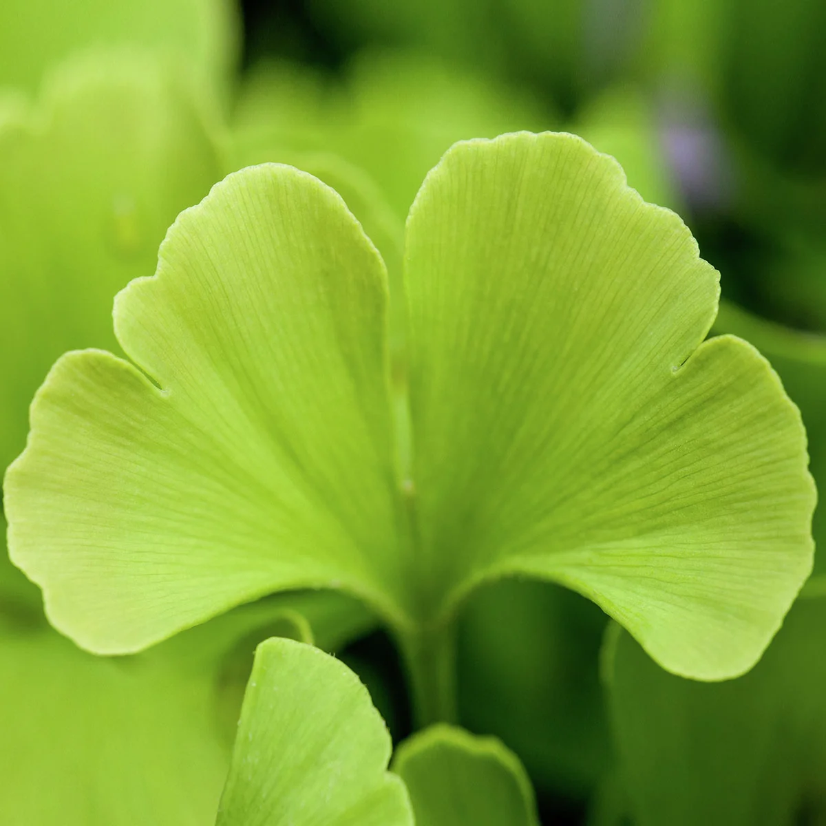 Ginkgo-Stamm, Höhe ca. 80-100 cm