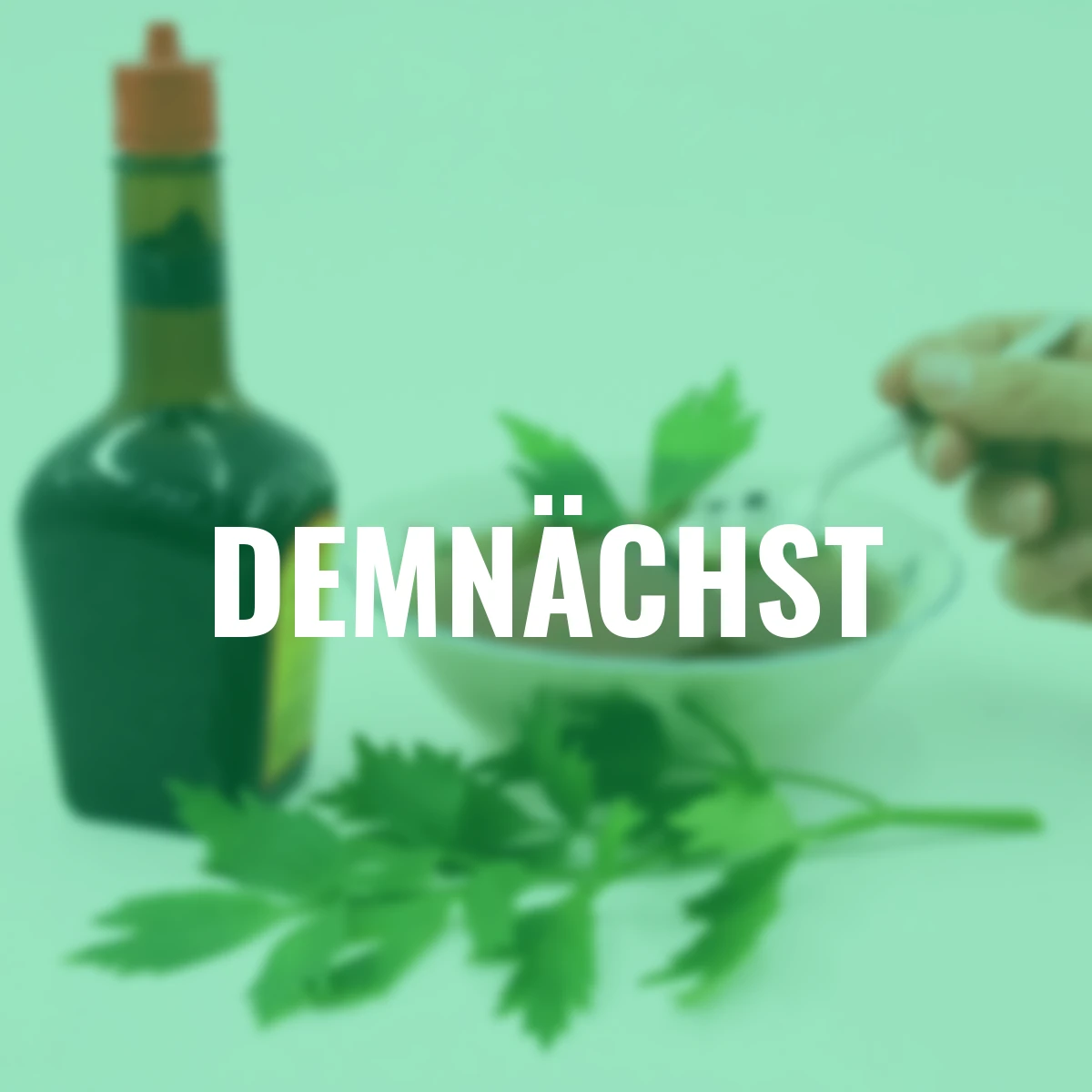 Kräuterpflanze Liebstöckel Maggikraut Verino