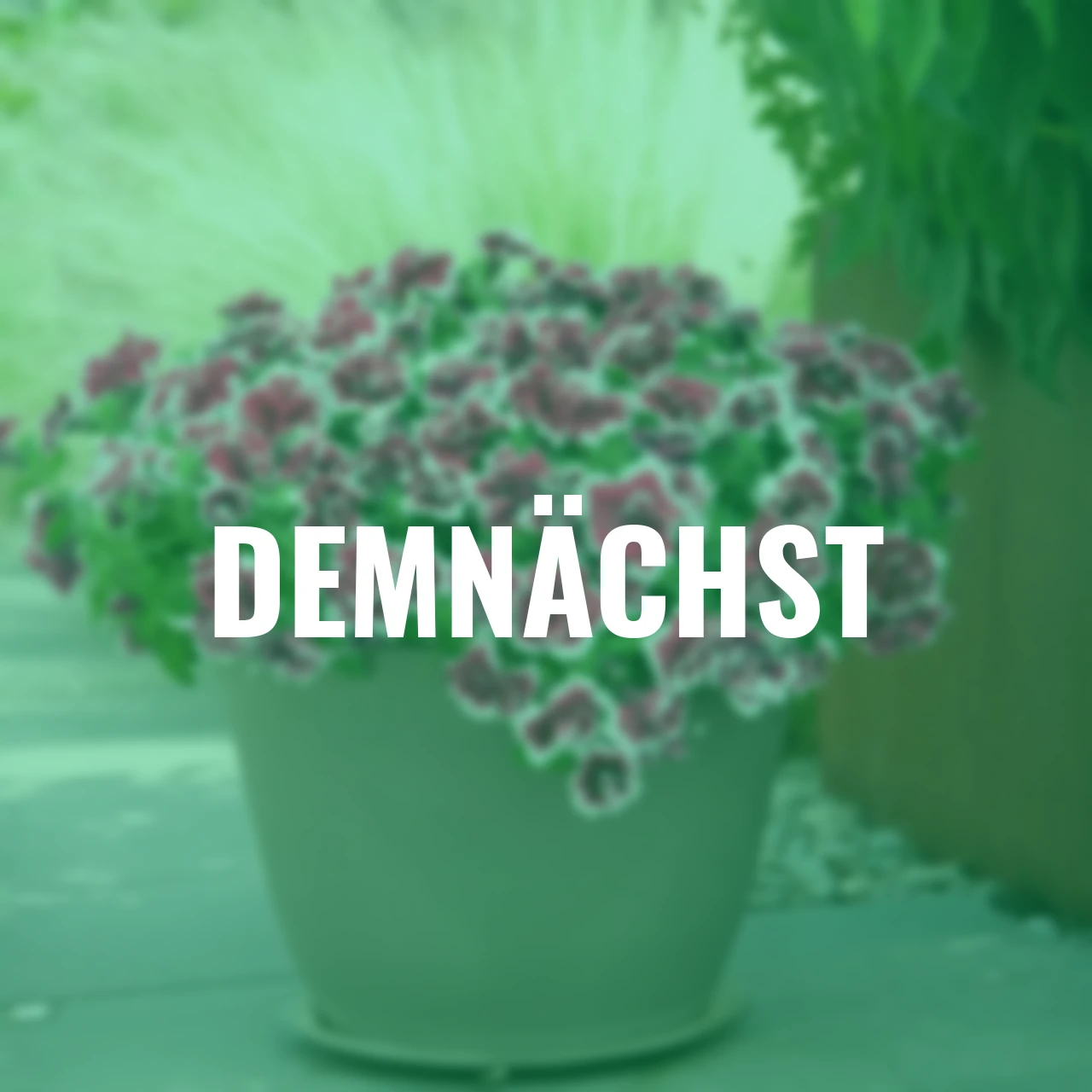 Rosenpetunie Sweet Sunshine® Magenta Picotee