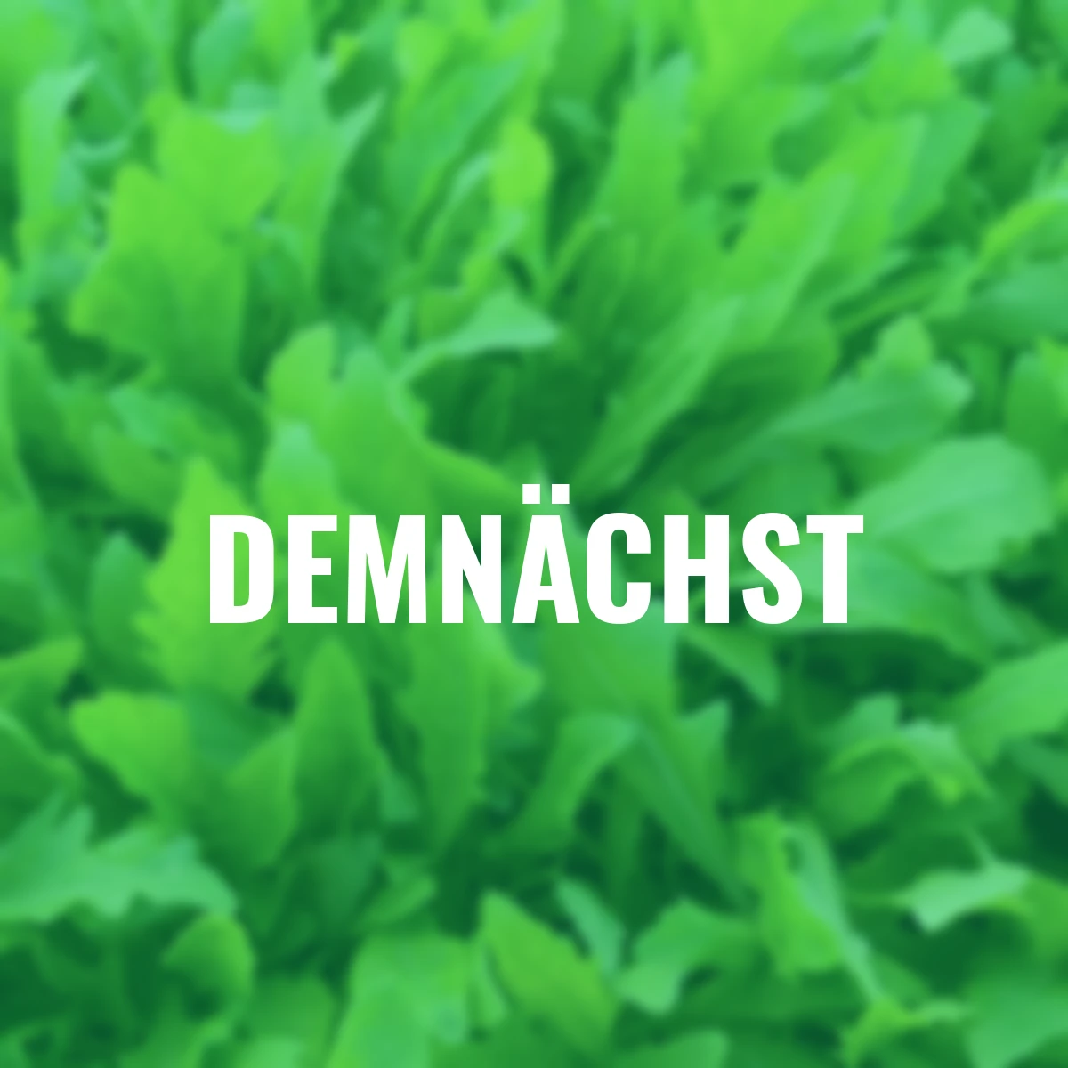 Saatgut-Holzbox Salatvielfalt, 7 Saatgut-Sorten