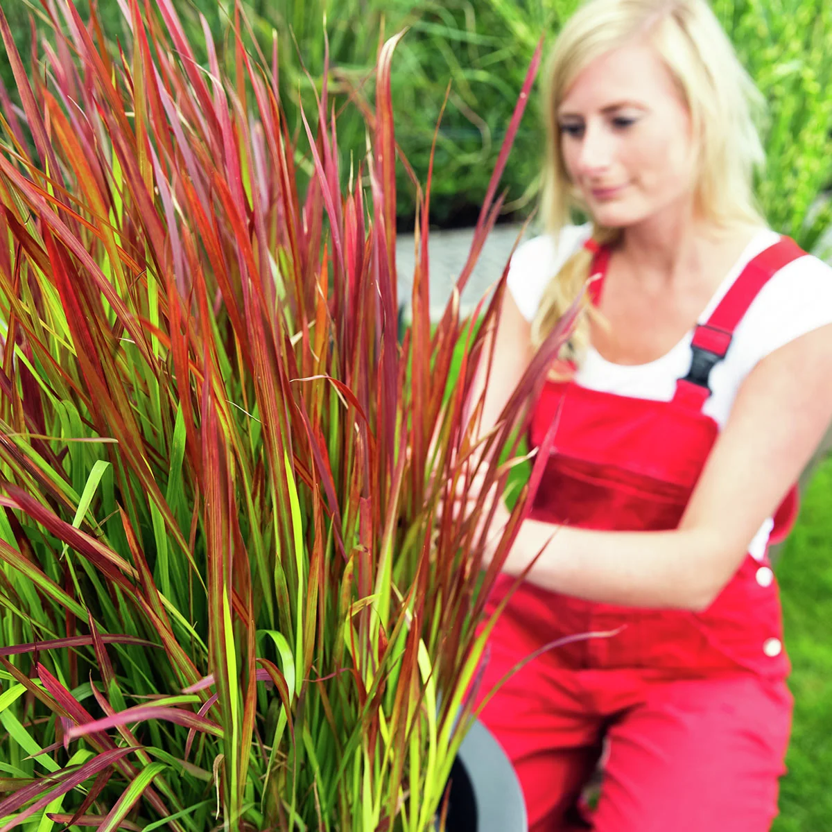 Blutgras Red Baron, im ca. 19 cm-Topf