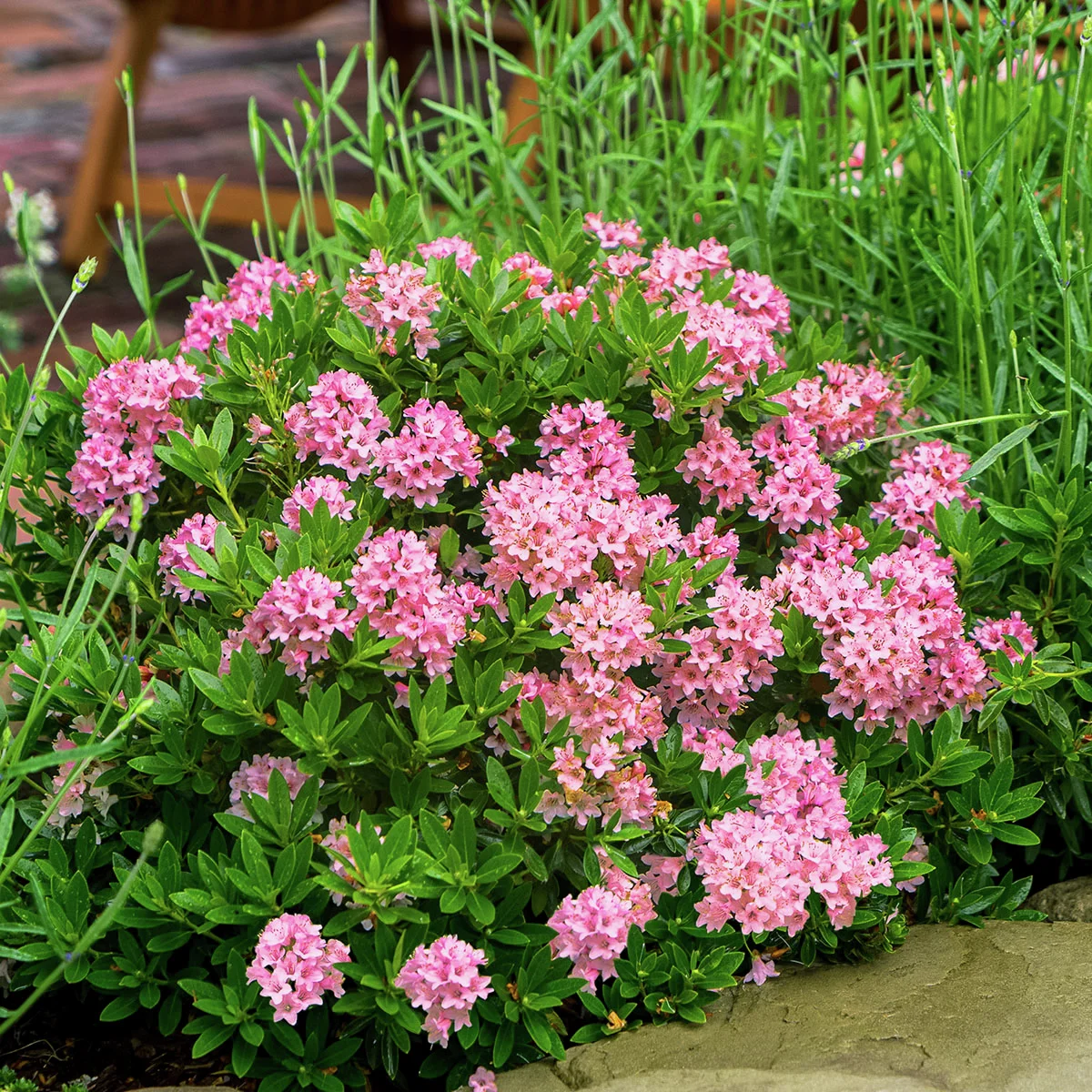 Nugget by Bloombux®, magenta