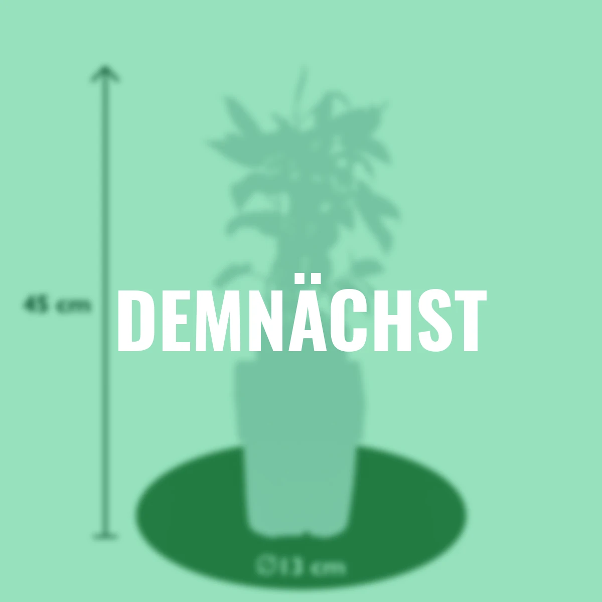 Kiwiberry Issai, Höhe ca. 40-50 cm