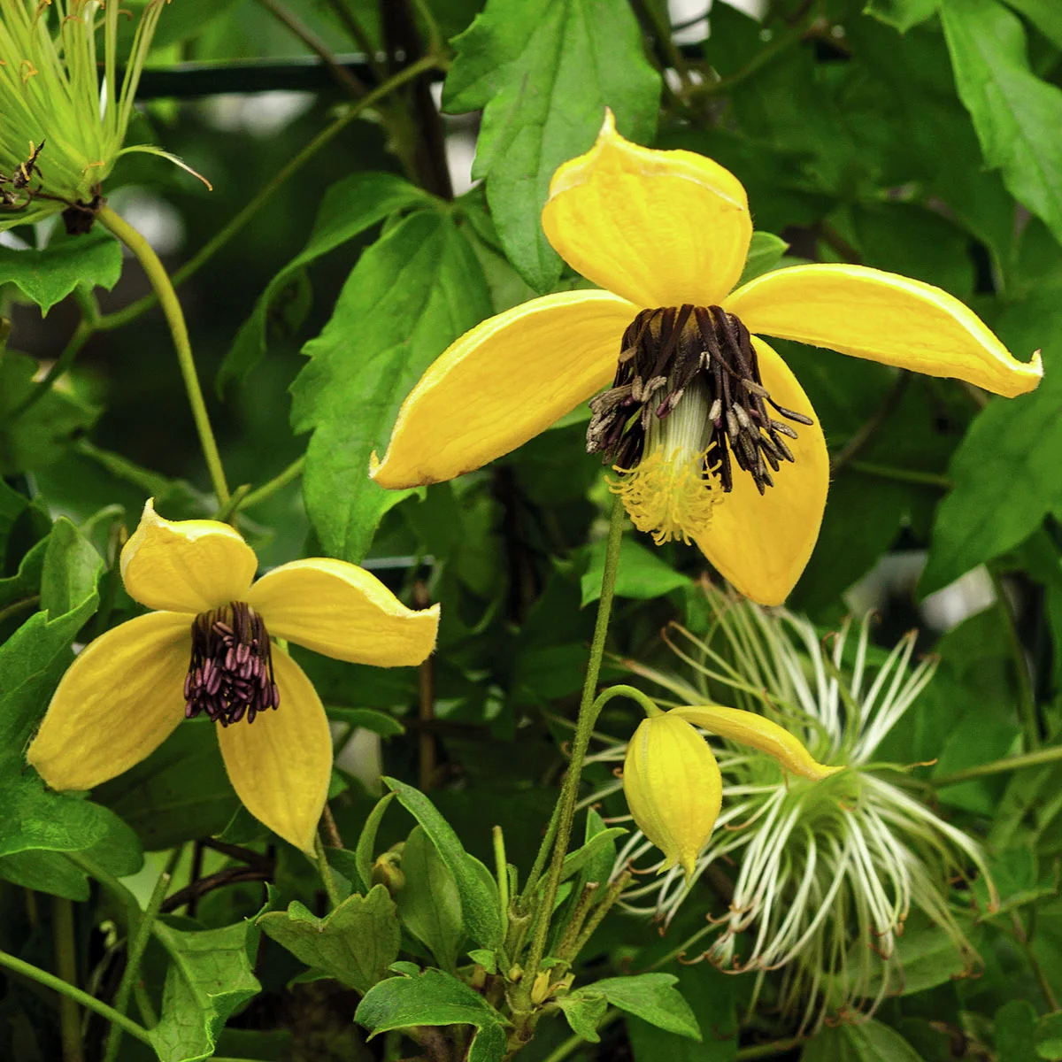 Clematis Golden Harvest