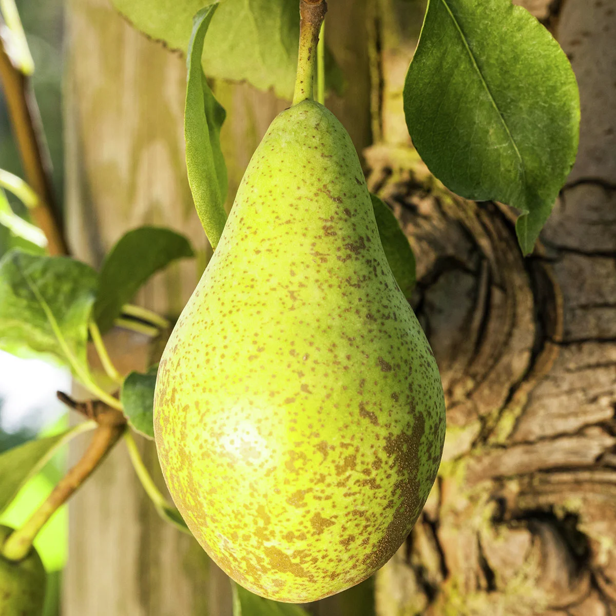 BIO Birne Novembra®