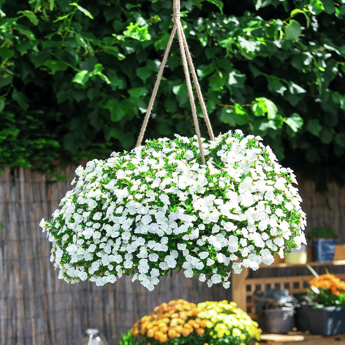 Rosen-Zauberglöckchen, weiß