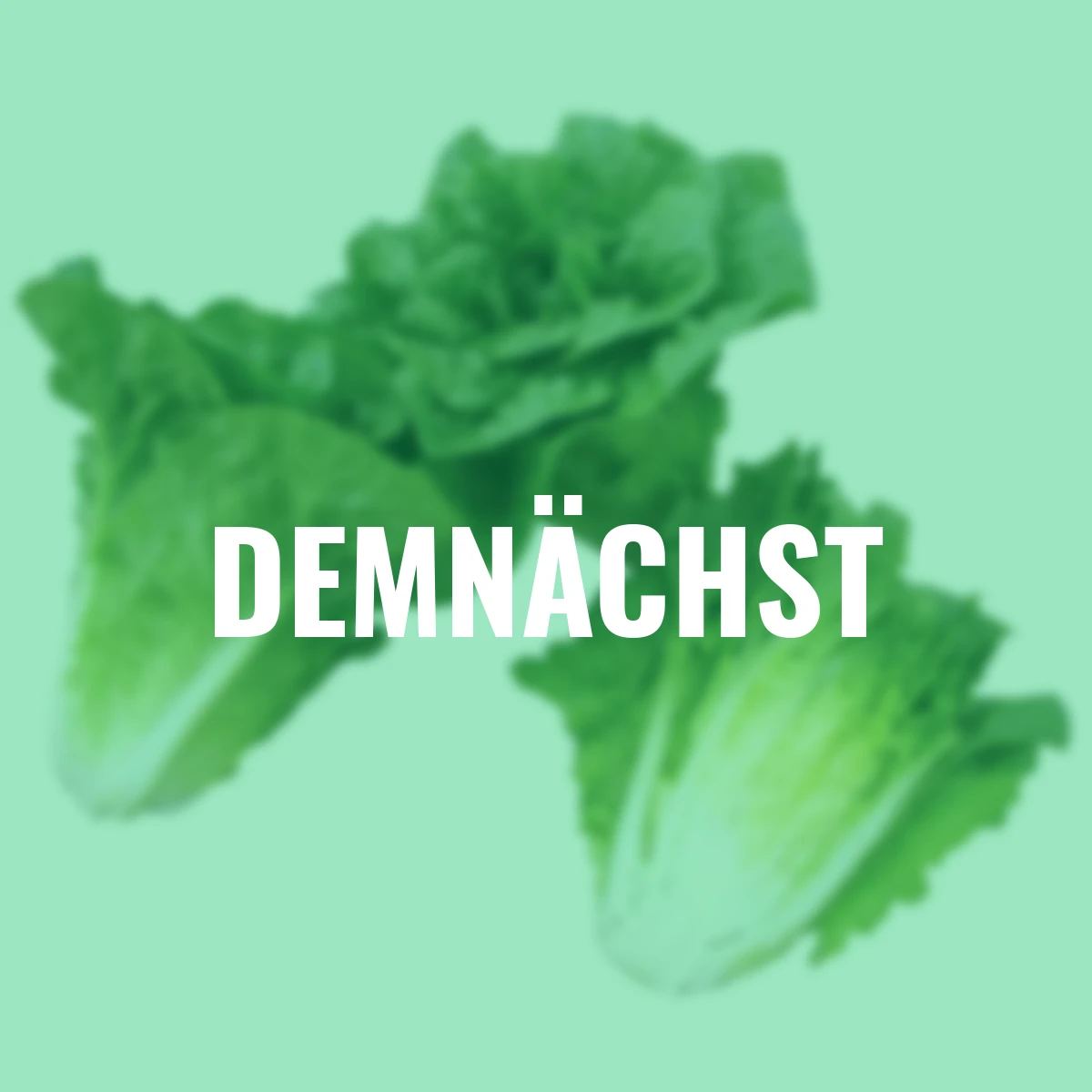 Saatgut-Holzbox Salatvielfalt, 7 Saatgut-Sorten