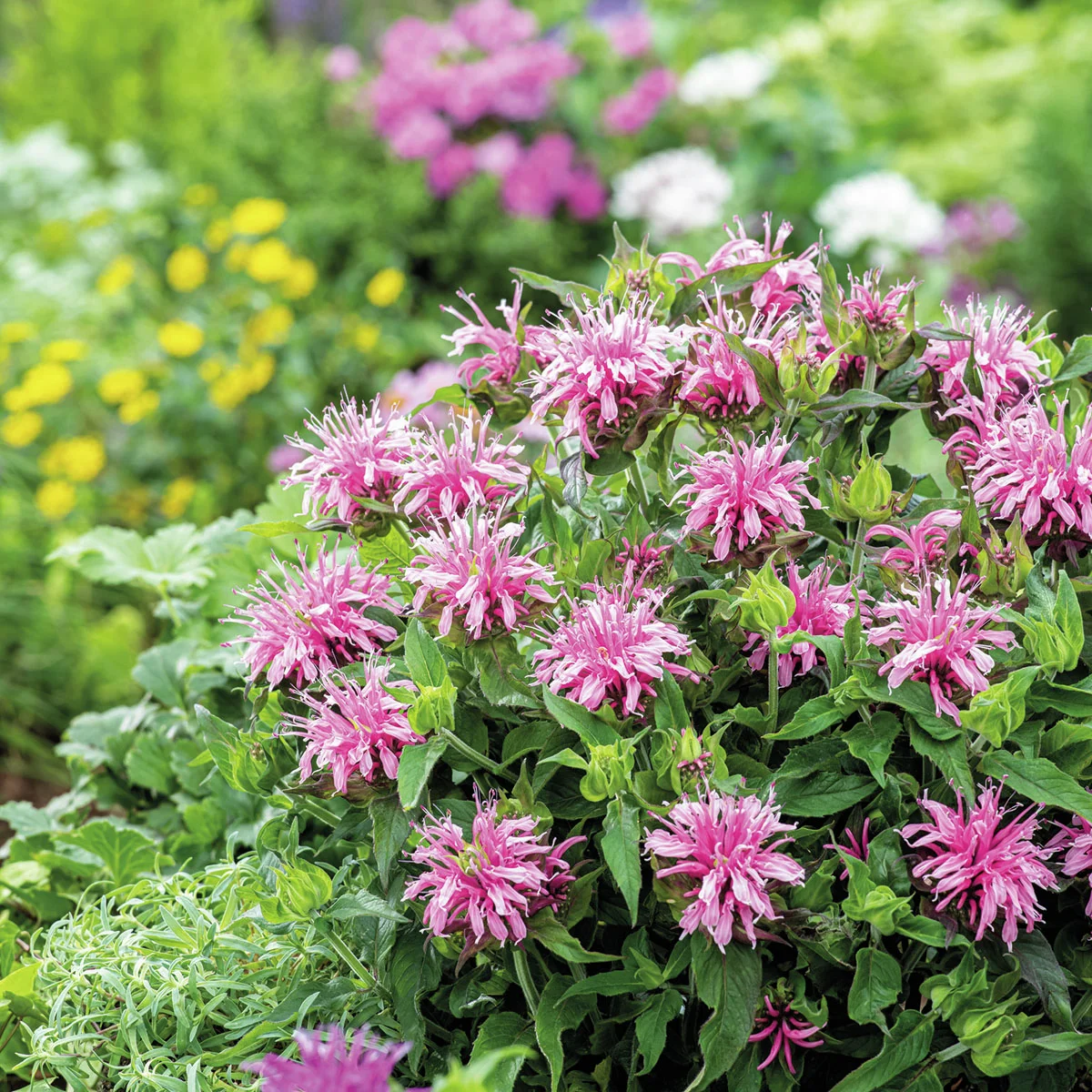 Indianernessel Balmy Pink