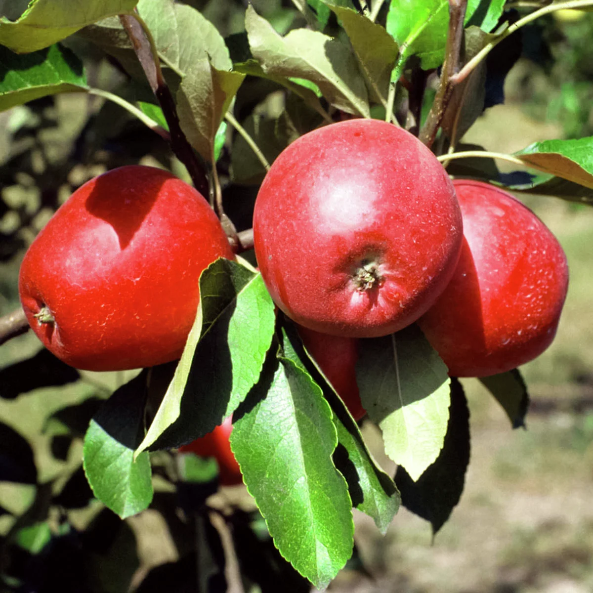 Säulen-Apfel Redcats®