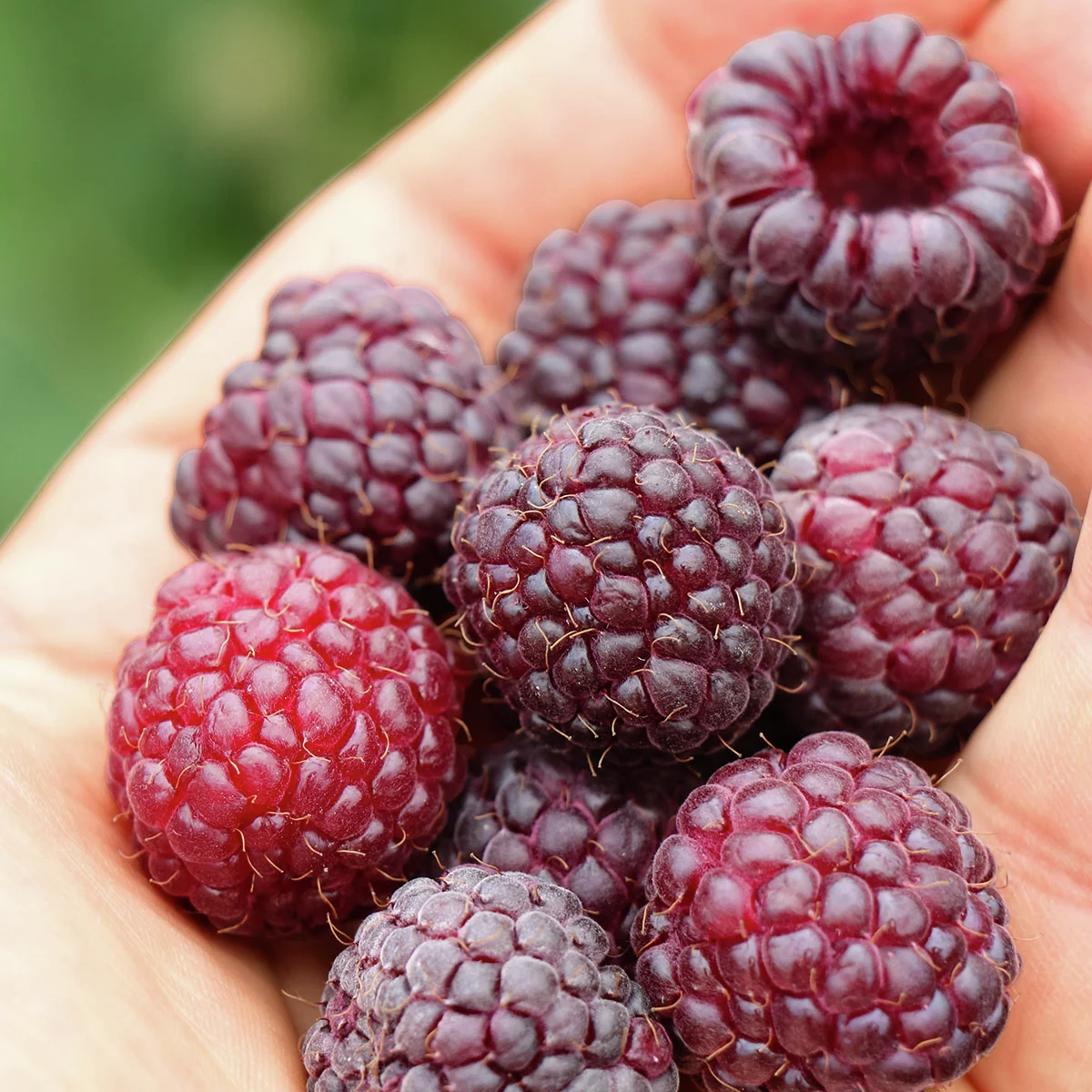 Purpurhimbeere Primeberry® Autumn Passion®