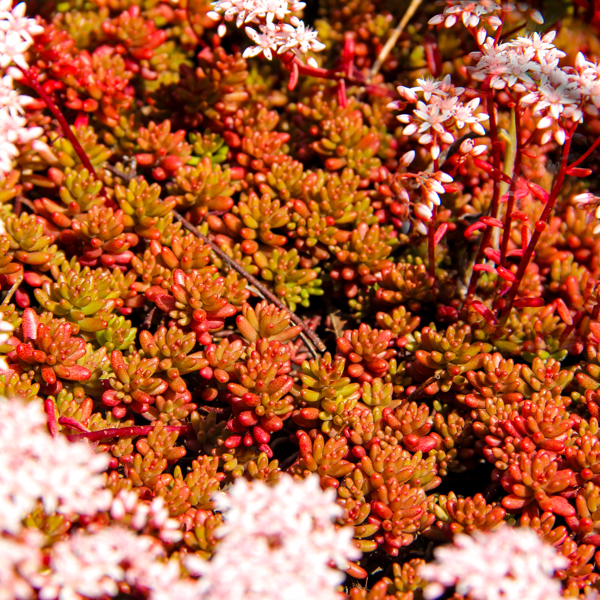 Mauerpfeffer Fetthenne Coral Carpet