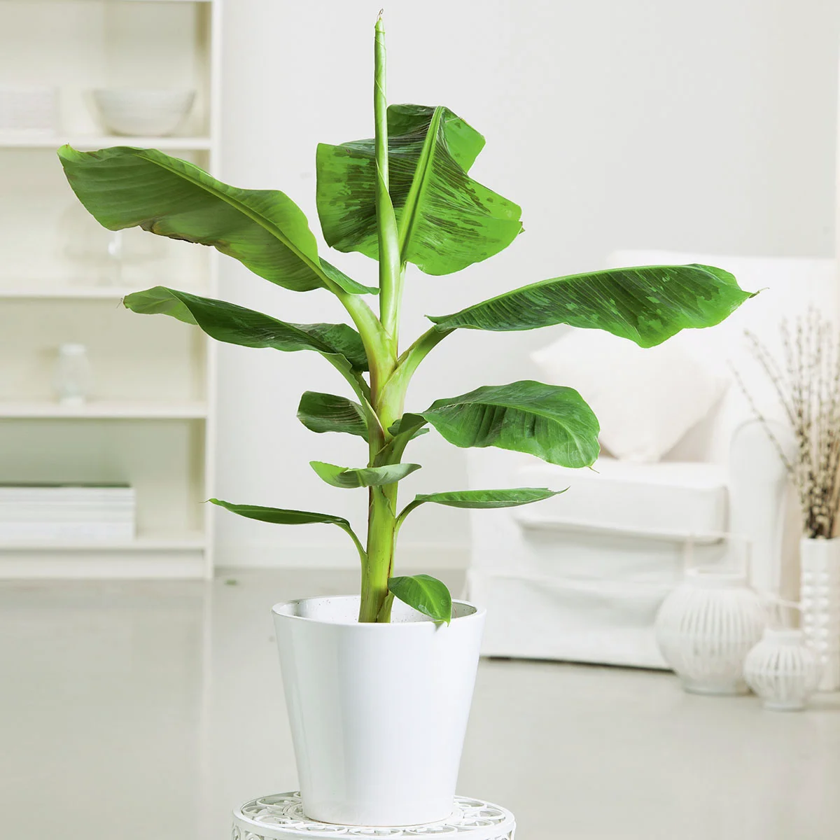 Banane Musa Tropicana, Höhe ca. 20-30 cm