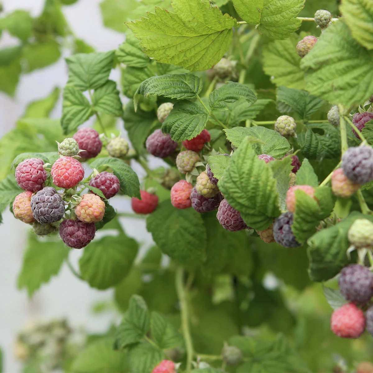 Dornenlose Himbeer-Brombeer Glen Coe