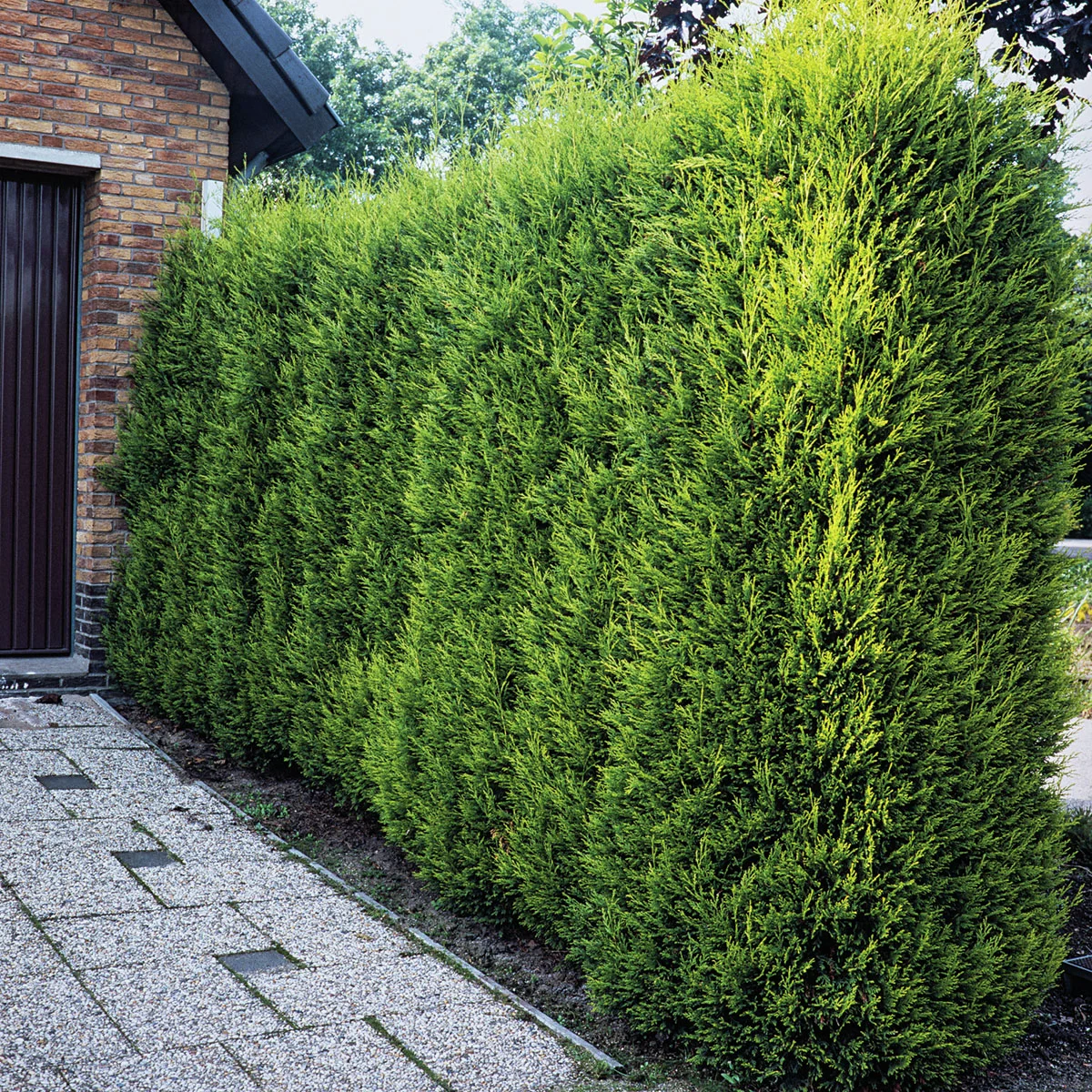 Leylandzypresse, im ca. 23 cm-Topf, Höhe ca. 100 cm